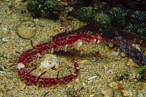 Ornate Pipefish (Halicampus macrorhynchus) 60 feet deep, Papua New Guinea