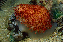 Pink-mouth Egg Shell (Ovula costellata) 50 feet deep, Papua New Guinea