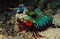 Mantis Shrimp (Odontodactylus scyllarus) 60 feet deep, Papua New Guinea