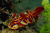 Nudibranch (Ceratosoma magnificum) 50 feet deep, Papua New Guinea