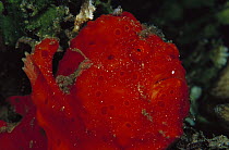 Frogfish (Antennarius sp) 80 feet deep, Papua New Guinea