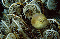 Filefish (Monacanthidae) juvenile in Feather Star, 60 feet deep, Papua New Guinea