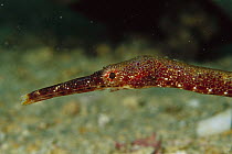 Double-ended Pipefish (Syngnathoides biaculeatus) 60 feet deep, Papua New Guinea