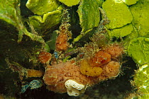 Spider Crab (Majidae) covered in Sponges, on Halimeda Algae (Halimeda macroloba) 60 feet deep, Papua New Guinea