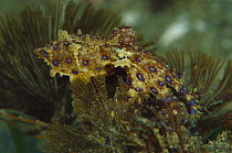 Blue-ringed Octopus (Hapalochlaena sp) on algae, Papua New Guinea