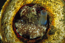 Octopus (Octopus sp) in an old shaving cream can, 10 feet deep, Papua New Guinea