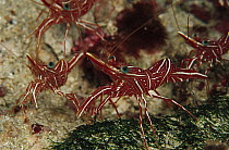Hingebeak Shrimp (Rhynchocinetes durbanensis) 30 feet deep, Papua New Guinea