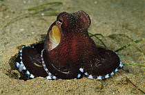 Octopus (Octopus sp) resting on the sand five feet deep, Papua New Guinea