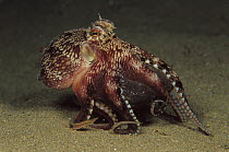 Octopus (Octopus sp) galloping across the bottom five feet deep, Papua New Guinea