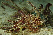 Ambon Scorpionfish (Pteroidichthys amboinensis) 80 feet deep, Papua New Guinea