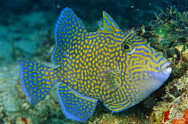 Blue Triggerfish (Pseudobalistes fuscus) 60 feet deep, Papua New Guinea