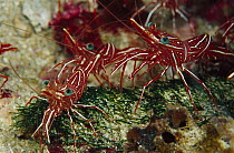 Hingebeak Shrimp (Rhynchocinetes durbanensis) 30 feet deep, Papua New Guinea