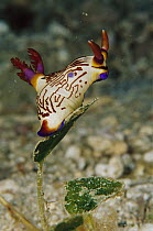 Nudibranch (Nembrotha lineolata) on algae, 60 feet deep, Papua New Guinea