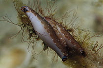 Allied Cowry (Hiatavolva brunneiterma) pair mating 50 feet deep, Papua New Guinea