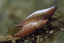 Allied Cowrie (Hiatavolva brunneiterma) pair mating, 50 feet deep, Papua New Guinea