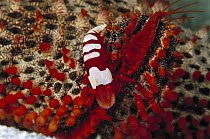 Cortez Starfish (Pentaceraster cumingi) arm with Shrimp, 80 feet deep, Papua New Guinea