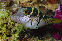 Mimic Filefish (Paraluteres prionurus) 50 feet deep, Papua New Guinea