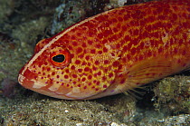 Coral Grouper (Cephalopholis miniata) the white stripe tells that it is almost fully grown, the stripe will disappear when it reaches maturity, 50 feet deep, Papua New Guinea