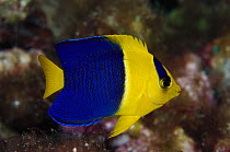 Blue and Gold Angelfish (Centropyge bicolor) 40 feet deep, Papua New Guinea