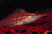 Longnose Hawkfish (Oxycirrhites typus) on Sea Fan 50 feet deep Papua New Guinea