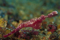 Ghost Pipefish (Solenostomus sp) 60 feet deep, Papua New Guinea