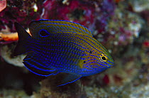Princess Damsel (Pomacentrus vaiuli) 40 feet deep, Papua New Guinea