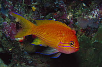 Squarespot Anthias (Pseudanthias pleurotaenia) female 50 feet deep, Papua New Guinea