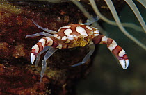 Harlequin Crab (Lissocarcinus orbicularis) on Tube Anemone, the crab lives protected on the tube of the anemone as its stinging tentacles wave in front of it, 40 feet deep, Papua New Guinea