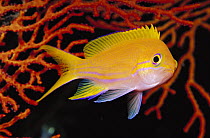 Squarespot Anthias (Pseudanthias pleurotaenia) female 50 feet deep, Papua New Guinea
