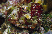 Devil Scorpionfish (Scorpaenopsis diabolus) 40 feet deep, Papua New Guinea
