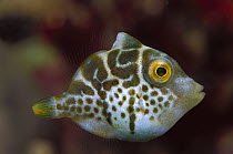 Filefish (Pseudomonacanthus sp) juvenile 30 feet deep, Papua New Guinea