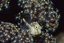 Filefish (Pervagor sp) juvenile seeking protection in Soft Coral (Dendronephthya sp) 30 feet deep, Papua New Guinea