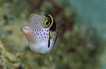 Mimic Filefish (Paraluteres prionurus) 30 feet deep, Papua New Guinea