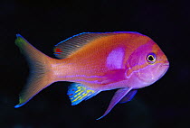 Squarespot Anthias (Pseudanthias pleurotaenia) male 50 feet deep, Papua New Guinea