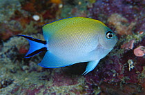 Blackspot Angelfish (Genicanthus melanospilos) female, 60 feet deep, Papua New Guinea