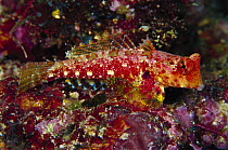 Mandarinfish (Synchiropus moyeri) male 40 feet deep, Solomon Islands