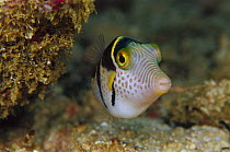 Puffer Fish (Canthigaster sp) 70 feet deep, Solomon Islands