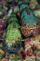 Lizardfish (Synodontidae) pair, 60 feet deep, Solomon Islands