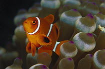 Spine-cheek Anemonefish (Premnas biaculeatus) juvenile, 40 feet deep, Solomon Islands