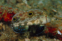 Signal Goby (Signigobius biocellatus) 30 feet deep, Solomon Islands