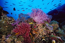 Reef scenic, 80 feet deep, Solomon Islands