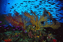 Sea Fan (Melithaea sp) 70 feet deep, Papua New Guinea
