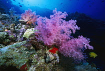 Soft Coral (Dendronephthya sp) outcroppings 50 feet deep, Papua New Guinea