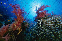 Soft Coral (Dendronephthya sp) outcroppings and schooling Pigmy Sweeper (Parapriacanthus ransonneti) 60 feet deep, Red Sea, Egypt