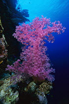 Soft Coral (Dendronephthya sp) outcroppings 60 feet deep, Papua New Guinea