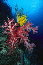 Soft Coral (Dendronephthya sp) outcroppings and Yellow Crinoid, 60 feet deep, Papua New Guinea