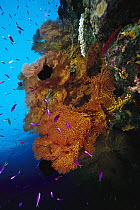 Sea Fan (Melithaea sp) and Basslet (Pseudanthias sp) 80 feet deep, Solomon Islands