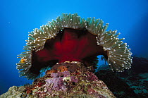 Magnificent Sea Anemone (Heteractis magnifica) 20 feet deep, Solomon Islands