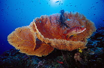 Sea Fan (Melithaea sp) and Squirrelfish (Sargocentron) 60 feet deep, Solomon Islands