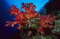 Soft Coral outcropings (Dendronephthya sp) 60 feet deep, Red Sea, Egypt